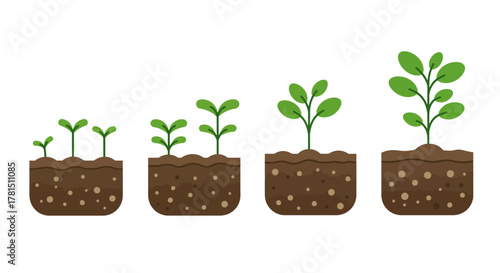 Stages of Plant Growth from Seedling to Full Bloom A Visual Representation