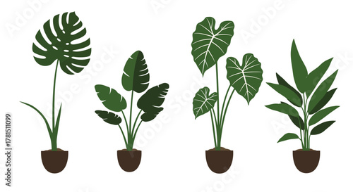 Green Indoor Plants Collection in Brown Pots Isolated on White