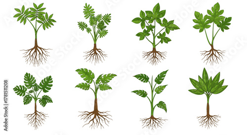 Set of 8 Unique Plant Illustrations with Roots
