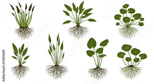 Aquatic Plants Diverse Flora with Detailed Root Systems
