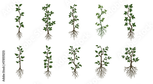 Plant Growth Stages Seedling to Established Plant Illustration