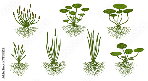 Aquatic Plants Variety Illustration Pond Ecosystem Flora Set