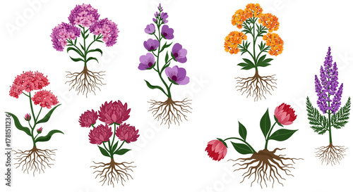 Exquisite Botanical Illustration Set with Various Flower Types and Root Systems
