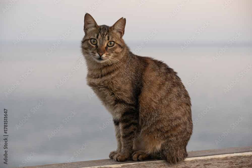 Obraz premium cat on the beach