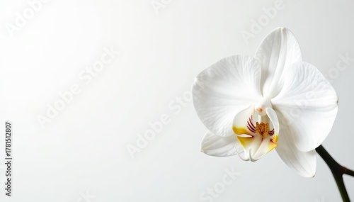 Delicate white orchid blossom against pure white backdrop , elegant, spring