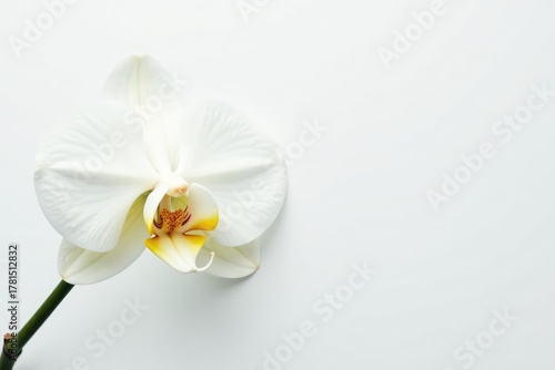 Delicate white orchid blossom on pure white backdrop, blossom, serene, bloom