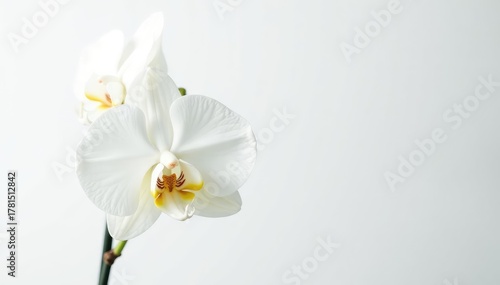 Delicate white orchid blossom against pure white backdrop, botanical, nature, isolated