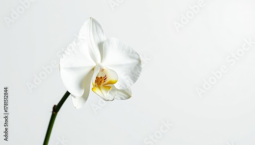 Delicate white orchid blossom against pure white backdrop, photography, studio shot