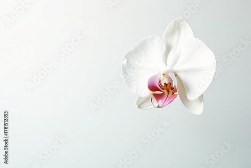 Delicate white orchid blossom against pure white backdrop, plant photography, pure white, elegant