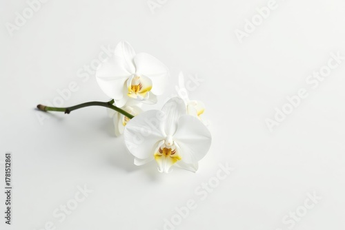 Delicate white orchid blossom on pure white background, smooth, bloom