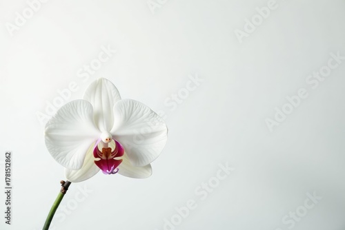 Delicate white orchid blossom against pure white backdrop, fresh, soft, texture