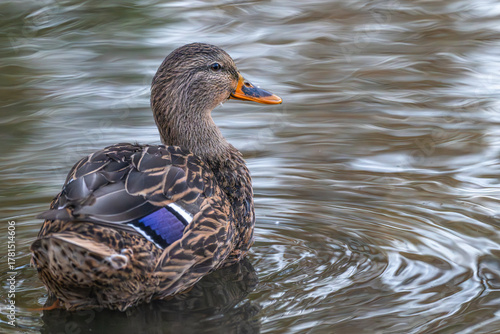 Vászonkép Closeup of a female mallard duck swimming in a pond.