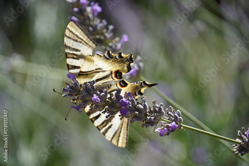 Plakat Iphiclides Podalirius