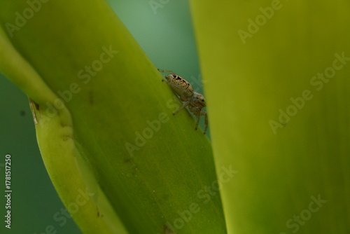 Plakat Salticidae