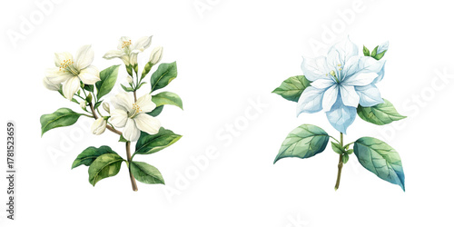 jasmine watercolor vector illustration