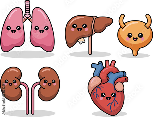 Cute cartoon human organs with smiling faces on white background lungs liver