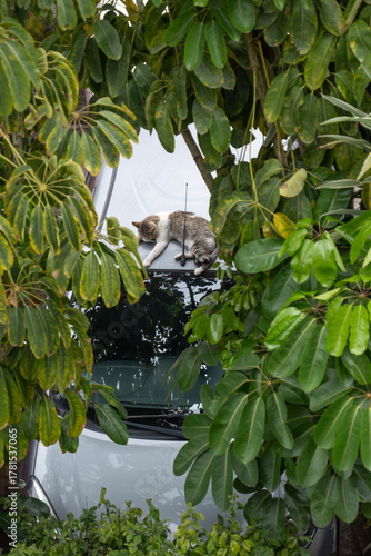 Photography gato durmiendo encima de automóvil enmarcado por ramas de árbol
