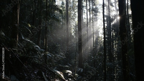 camphor. Sunlight filtering through a forest of camphor trees with visible light rays. travel magazines, destination branding, designed for travel destination branding, used by logistics managers.
