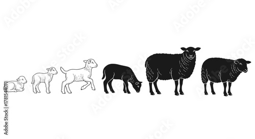 Observe the transformation of adorable lambs into sturdy sheep, showcasing growth, life cycles, and the beauty of nature's design in a simple way