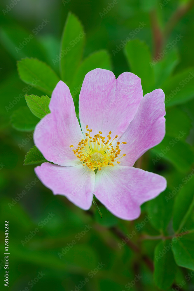 Fototapeta premium closeup of smooth wild rose
