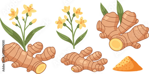 Set of ginger plant and product illustrations including rhizomes, powder, and flowering stems for culinary and botanical use