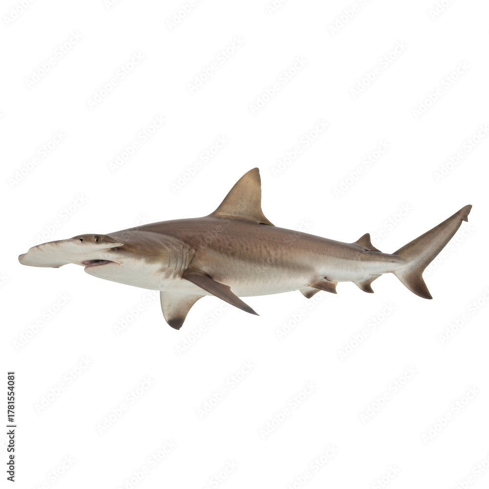 Fototapeta premium Captivating Hammerhead Shark Isolated for Educational and Conservation Awareness Projects