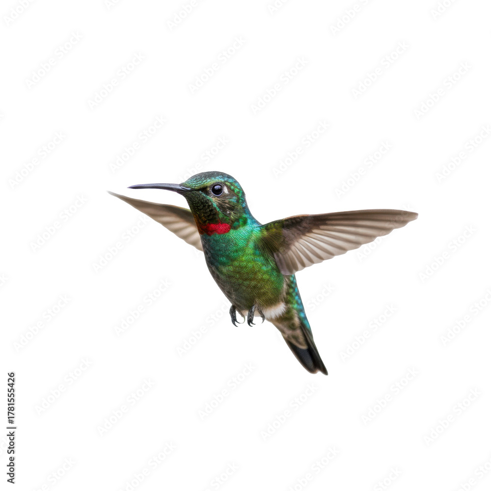 Obraz premium Detailed close up portrait of a vibrant Rufous-breasted Hummingbird in mid flight on dark setting