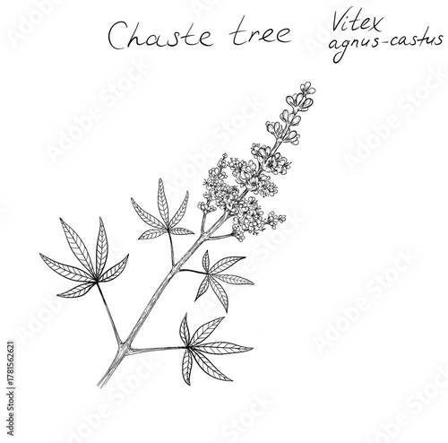 Foto Vitex Agnus, Vitex agnus-castus , called vitex, chaste tree, chastetree, chasteb