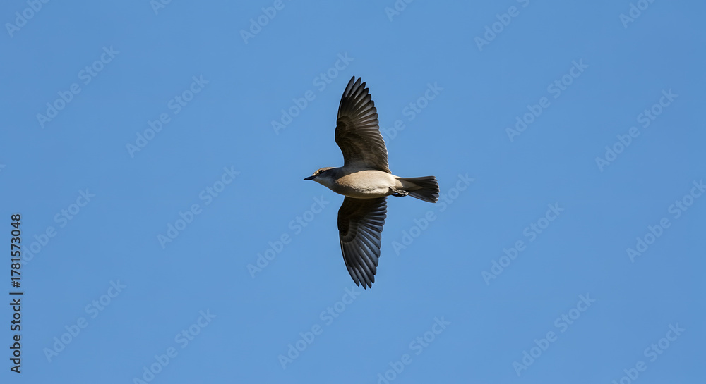 Obraz premium Soaring Bird in Flight Against a Clear Blue Sky Capturing the Freedom of Nature in Motion