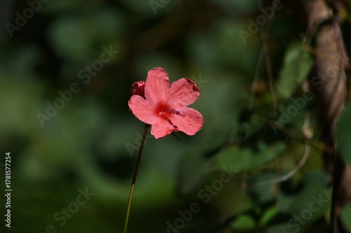 red flower in the garden