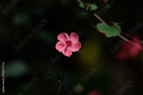 pink flower in the garden