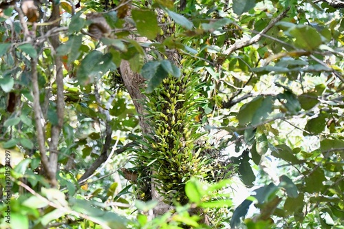 orchid on tree