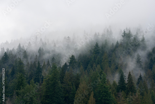 Fog and Misty Mountain Forest. A lush, temperate rainforest mountainside of the Pacific Northwest in fog and mist.
