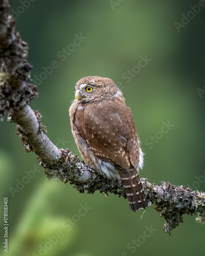 Northern Pygmy Owl