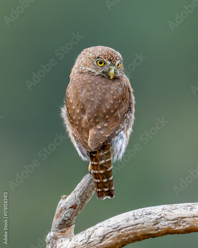 Northern Pygmy Owl