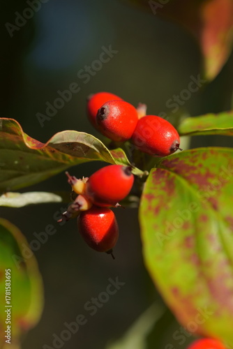 ハナミズキの赤い実