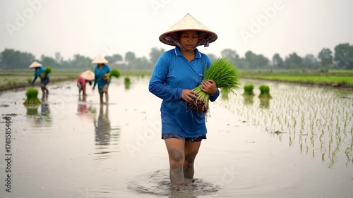 Vietnamese farmers planting rice seedlings in a traditional paddy field.