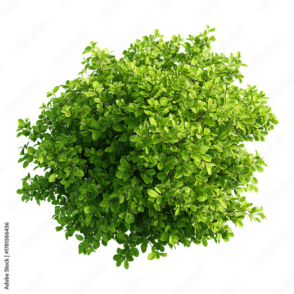 Fototapeta premium Round shrub with green leaves, symmetrical bush on transparent background, top view