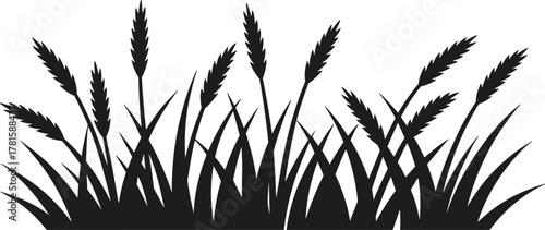 Black silhouette of grass bed with wheat stalks on white background