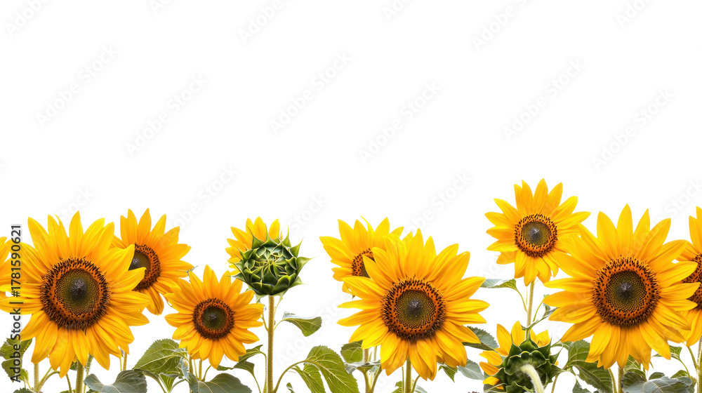 Fototapeta premium A vibrant sunflower field with yellow flowers and green leaves against a white background.