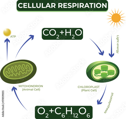 Cellular Respiration Process Diagram Educational Biology Illustration for Students