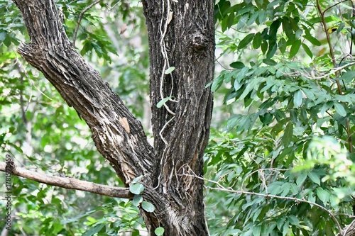 tree in the forest,tree, forest, nature, green, branch, wood, trees, park, trunk, leaves, old, oak, plant, spring, leaf, natural, summer, branches, foliage, bark, outdoors, big, pine, autumn, growth