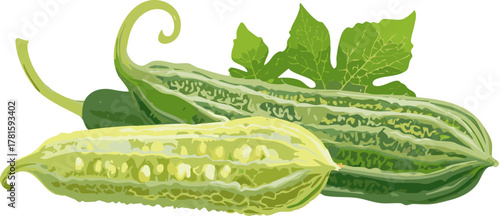 Botanical bitter melon artwork promoting appreciation of natural produce, plant science, and healthy youth eating habits.
