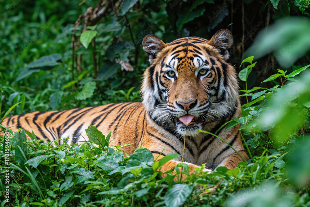 Fototapeta premium Resting Tiger in Thick Vegetation