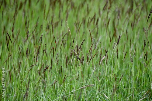 green grass in the wind