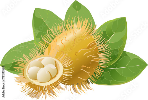 Rambutan vector with realistic shading aiding visual literacy, color theory discussions, and scientific diagram labeling for beginner learners.
