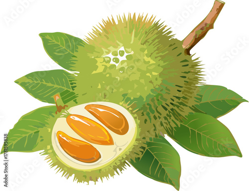 Opened rambutan on leaves, ideal for explaining fruit anatomy, protective exteriors, and edible interiors through youth‑friendly, non‑technical language.
