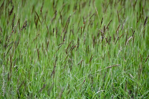 green grass in the wind