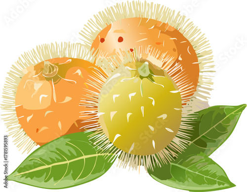 Botanical rambutan illustration designed for worksheets, teaching fruit growth stages, seed dispersal concepts, and appreciation of diverse edible plants.
