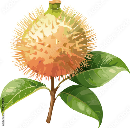 Educational rambutan vector clarifying fruit parts—skin, spines, aril, seed—making plant science accessible and inviting for young students.
